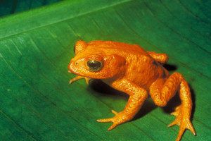 Bufo_periglenes2_orange_frog